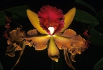 Longwood Gardens