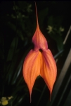 Longwood Gardens