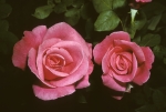Two roses