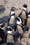 Penguins