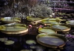 Kew Gardens