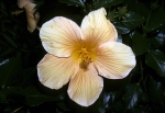 Kew Gardens