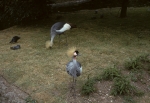 Regents Park Zoo