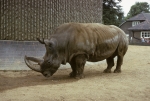 Regents Park Zoo