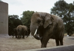 Regents Park Zoo