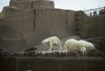 Regents Park Zoo