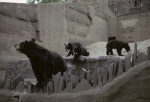Regents Park Zoo