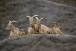 Regents Park Zoo