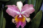 Orchids at PF