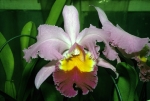 Orchids at PF