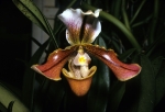 Orchids at PF