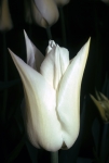 Tulips at FBG